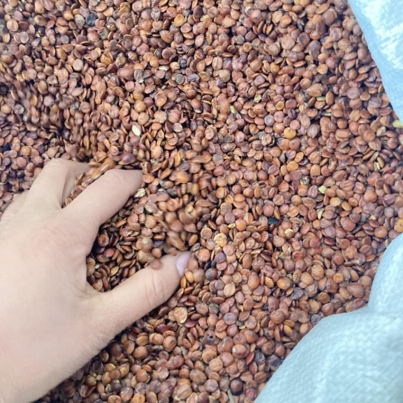 枣仁炒枣仁选货一手货源大量在售需要私聊优惠