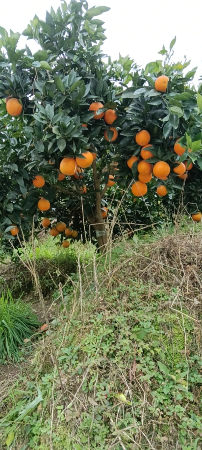 重庆纽荷尔脐橙脆嫩香甜自家果园现摘现发量大优惠