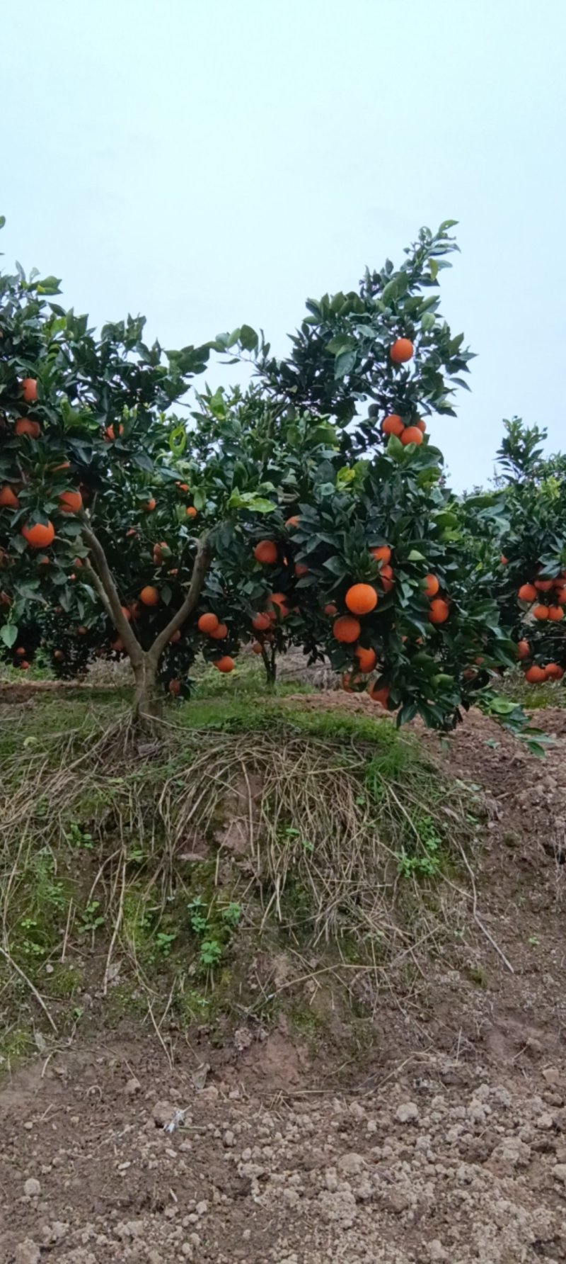 重庆纽荷尔脐橙脆嫩香甜自家果园现摘现发量大优惠