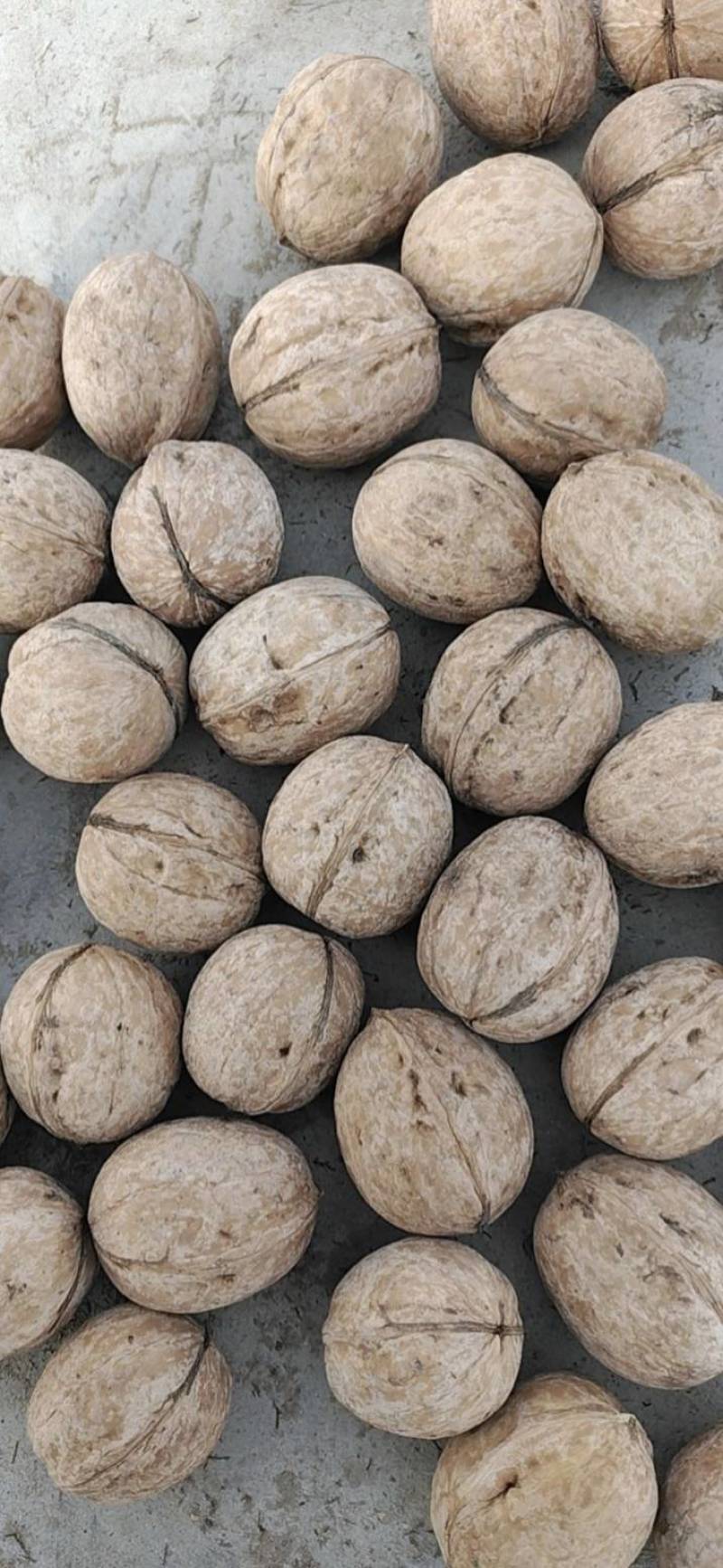 核桃种类齐全货源充足量大从优欢迎老板前来咨询可视频