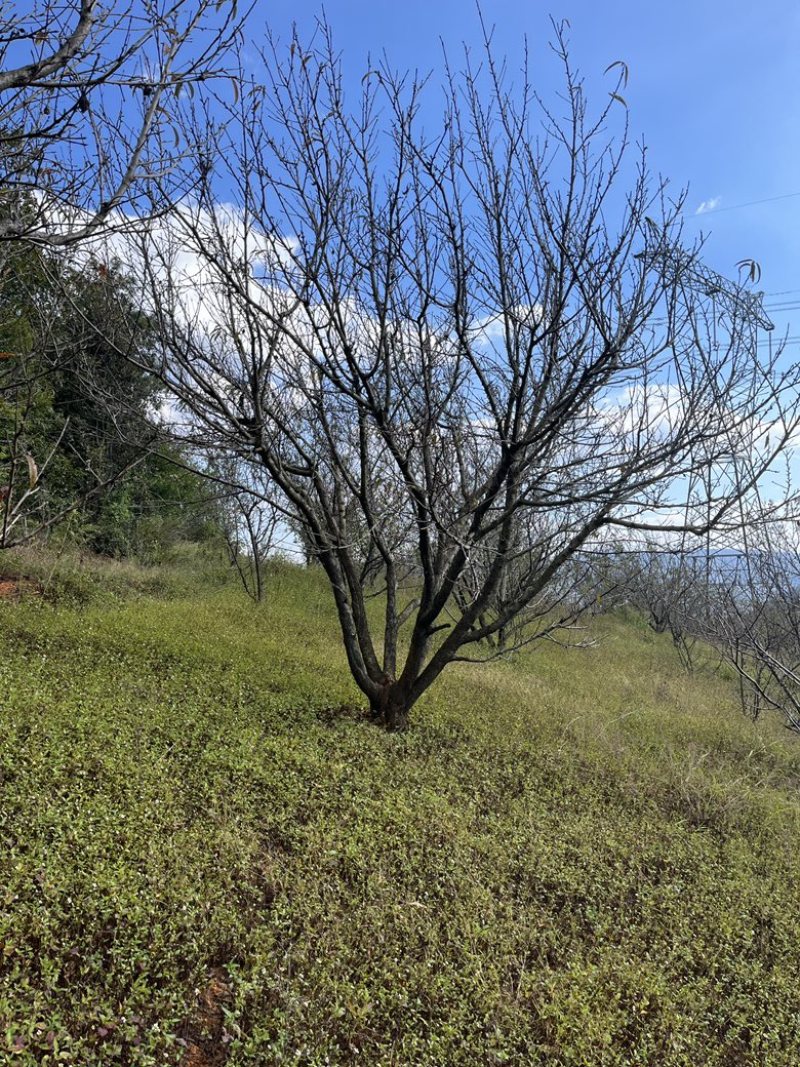 精品房地产特选桃树，基地直供