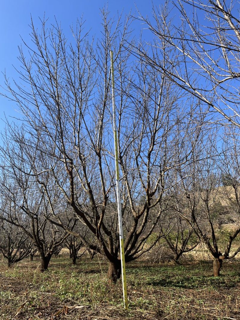 精品房地产特选桃树，基地直供