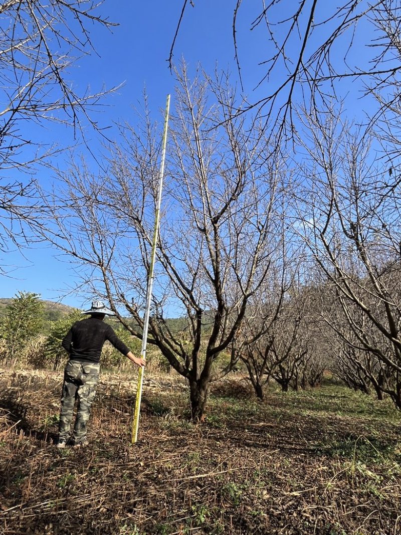 精品房地产特选桃树，基地直供