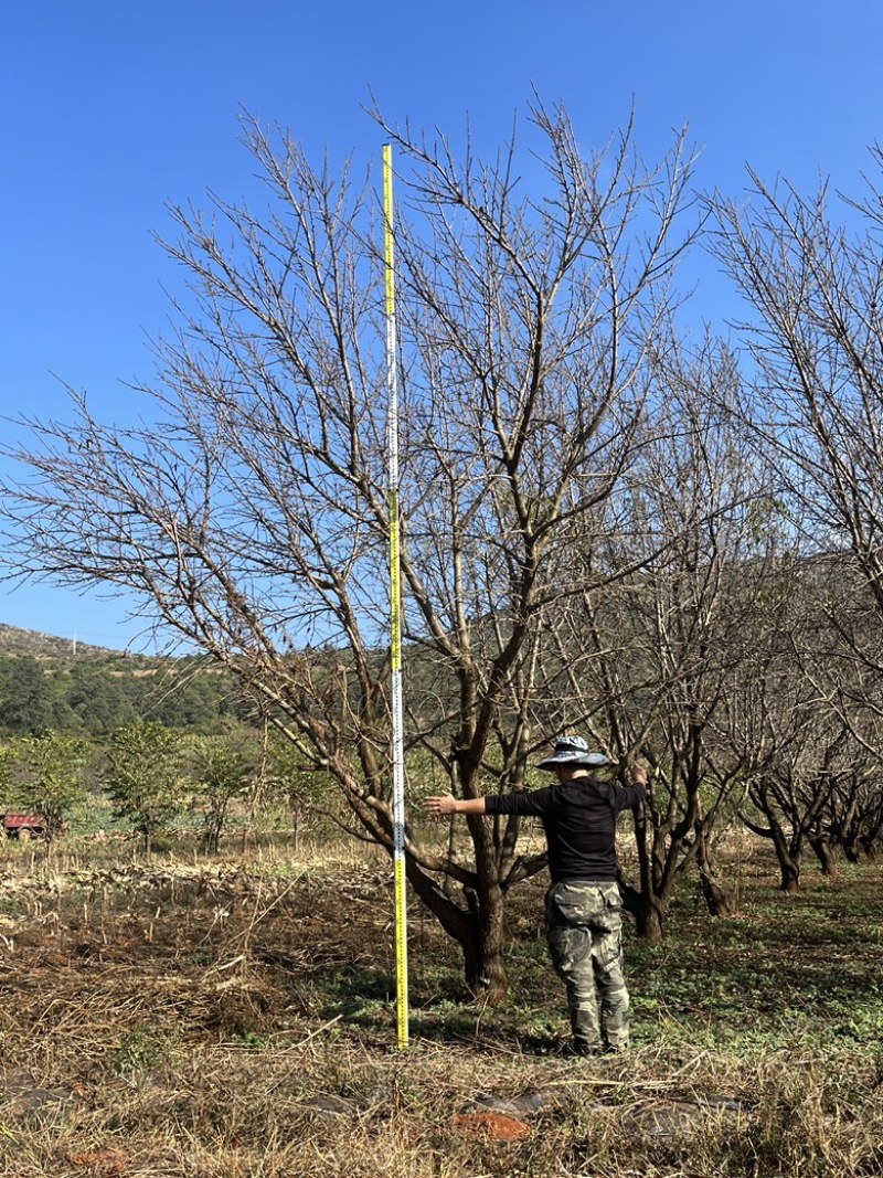 精品房地产特选桃树，基地直供