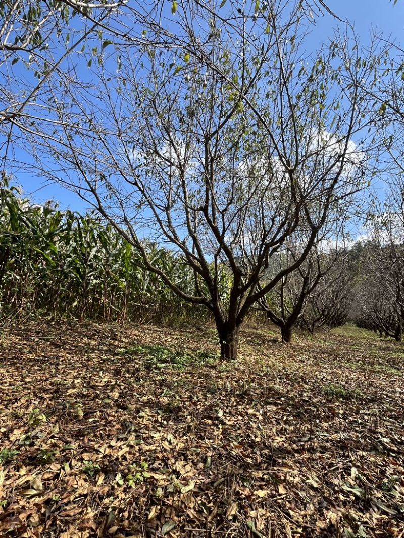 精品房地产特选桃树，基地直供
