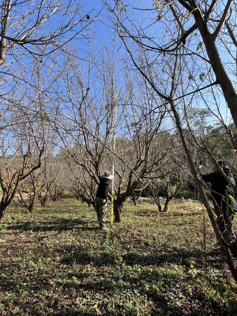 精品房地产特选桃树，基地直供