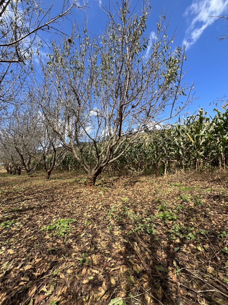 精品房地产特选桃树，基地直供