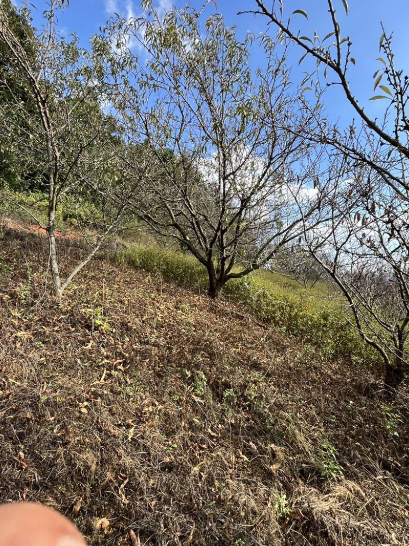 精品房地产特选桃树，基地直供