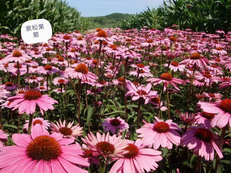 松果菊花种子四季种开花易活松果菊籽多年生花种籽子宿根庭院