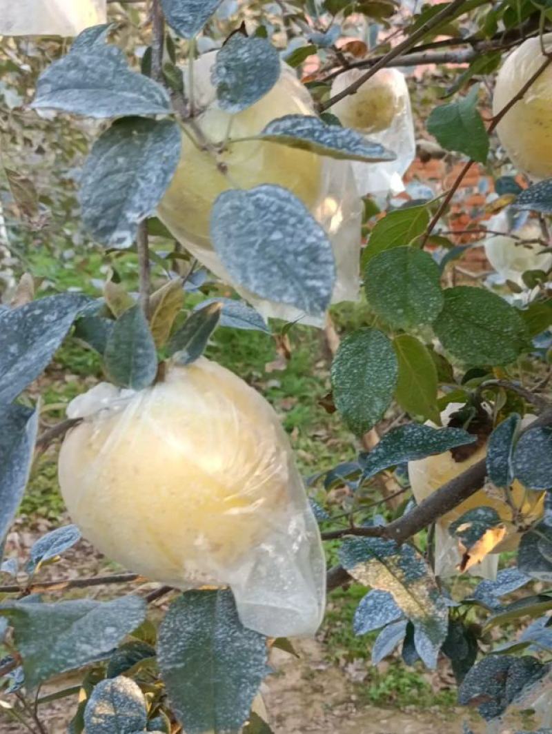 黄金果之恋维纳斯