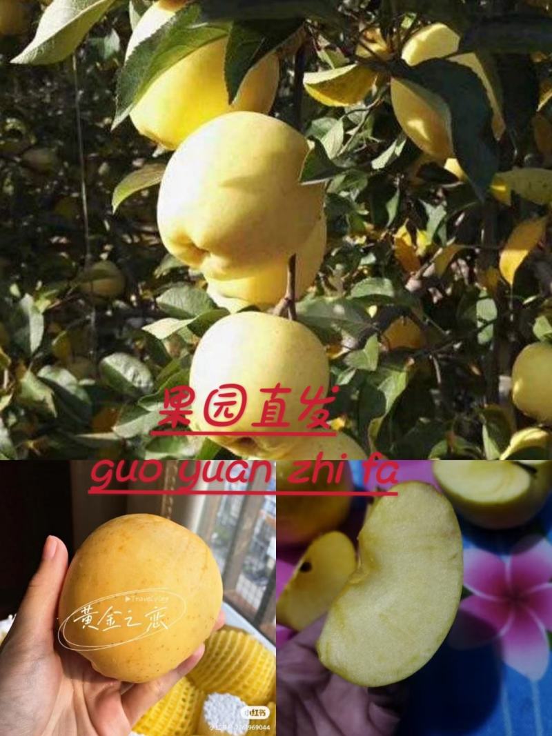 黄金果之恋维纳斯