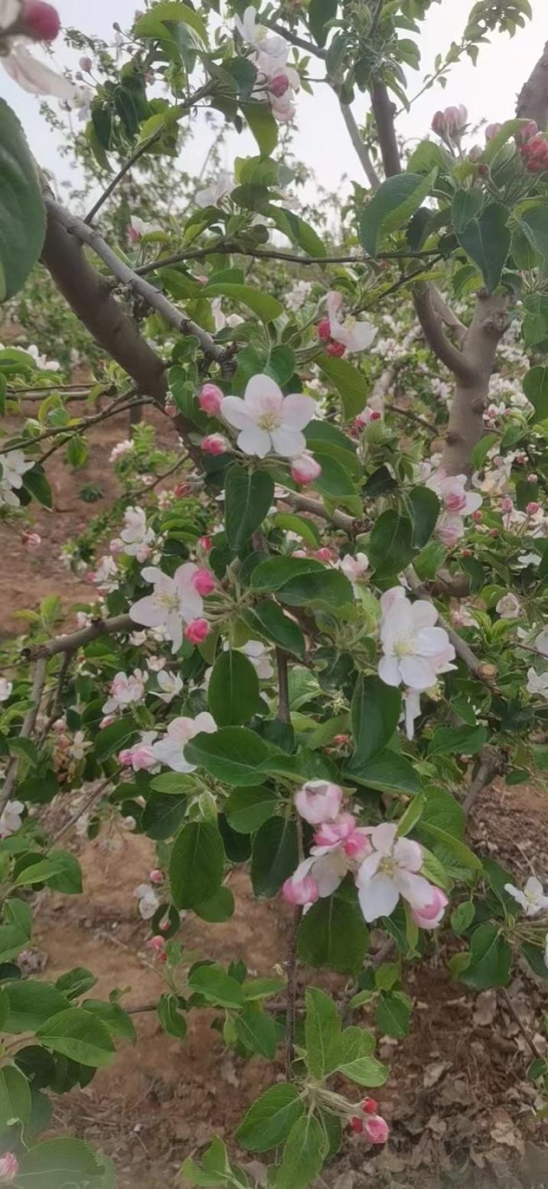 黄金果之恋维纳斯