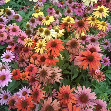 松果菊花种子四季种开花易活松果菊籽多年生花种籽子宿根庭院