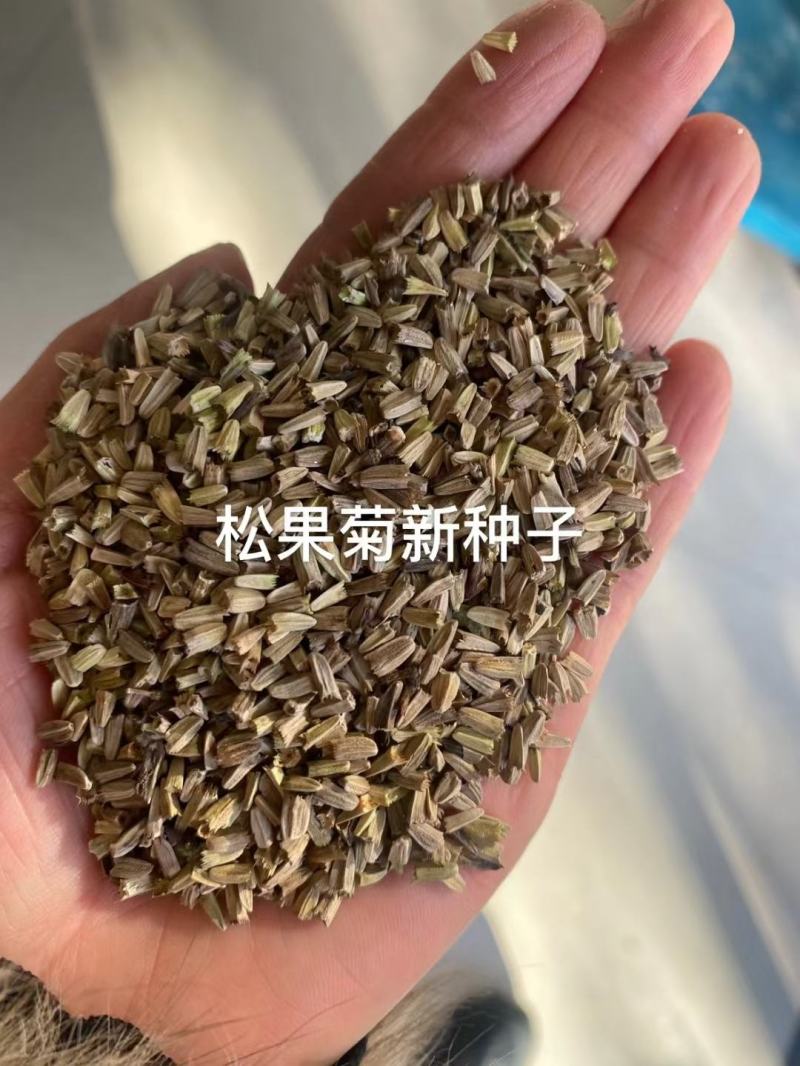 松果菊花种子四季种开花易活松果菊籽多年生花种籽子宿根庭院