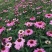 松果菊花种子四季种开花易活松果菊籽多年生花种籽子宿根庭院