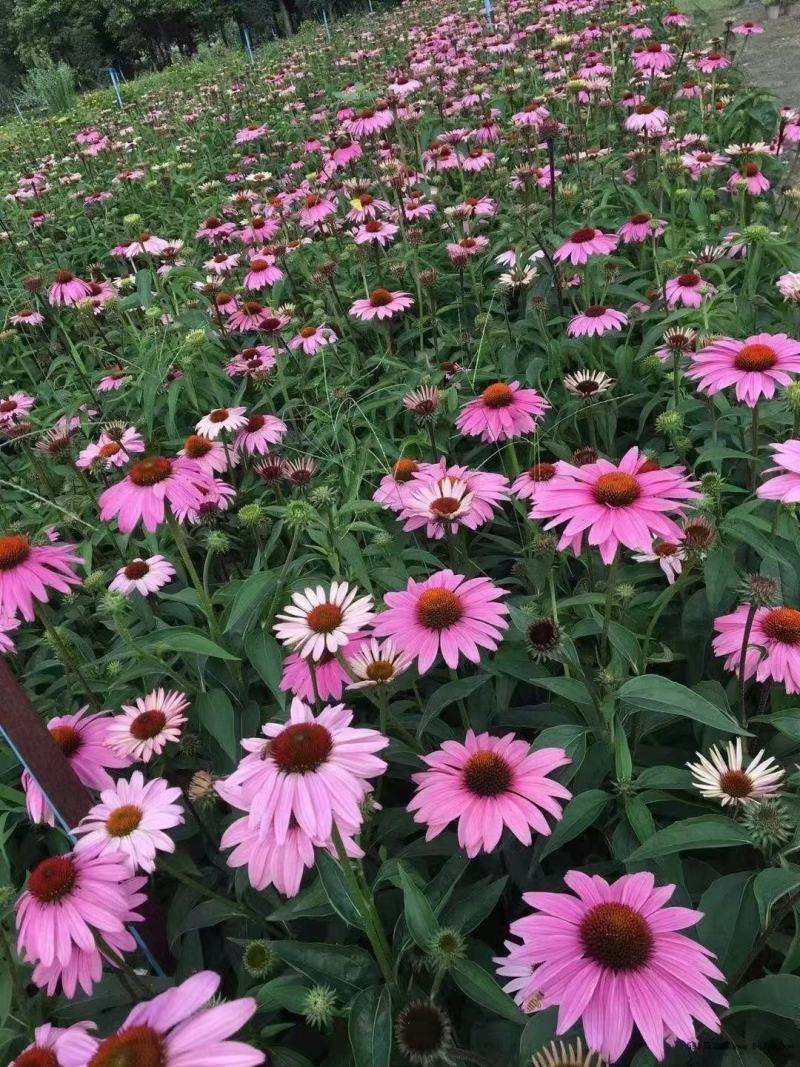 松果菊花种子四季种开花易活松果菊籽多年生花种籽子宿根庭院
