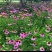 松果菊花种子四季种开花易活松果菊籽多年生花种籽子宿根庭院
