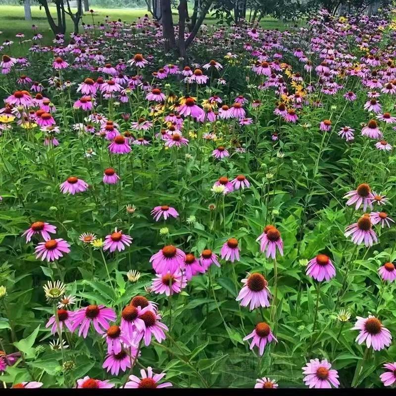 松果菊花种子四季种开花易活松果菊籽多年生花种籽子宿根庭院