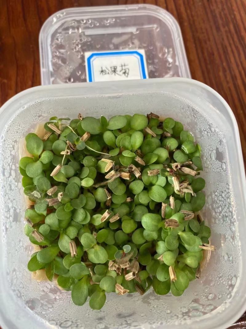 松果菊花种子四季种开花易活松果菊籽多年生花种籽子宿根庭院