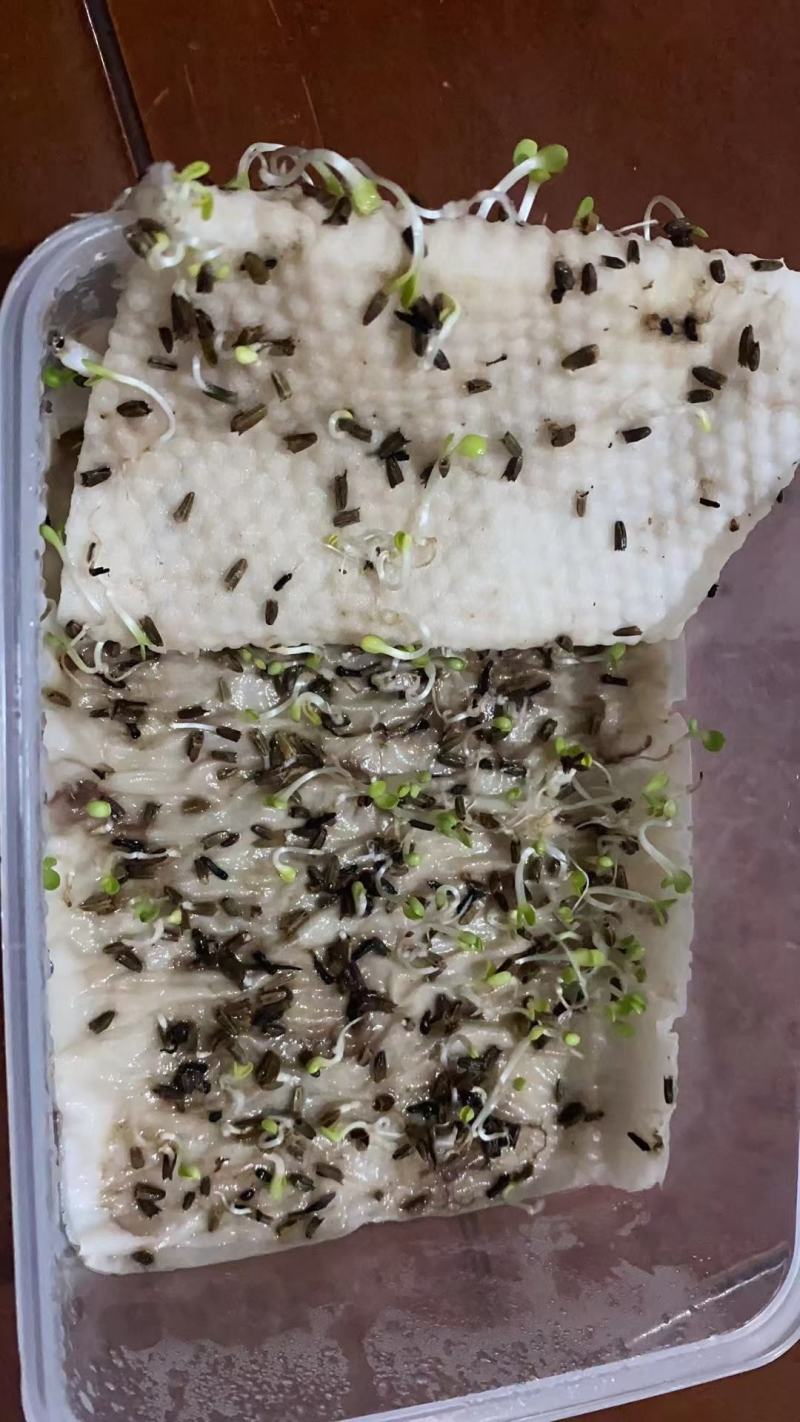 松果菊花种子四季种开花易活松果菊籽多年生花种籽子宿根庭院