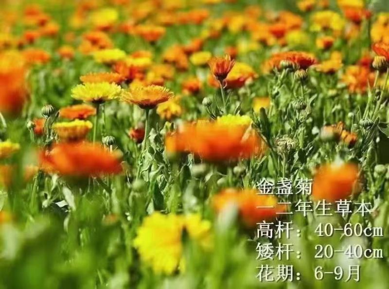 金盏菊种子庭院花卉四季易种景观绿化金盏花室内户外花坛开花