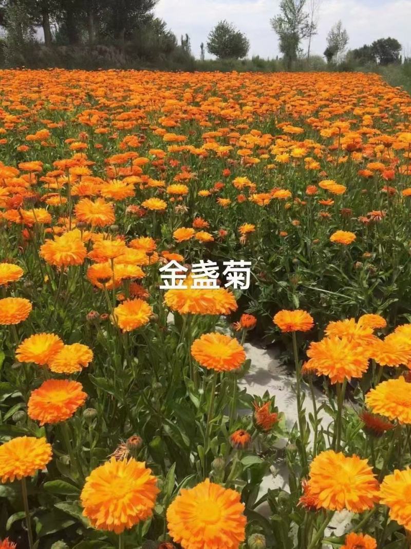 金盏菊种子庭院花卉四季易种景观绿化金盏花室内户外花坛开花