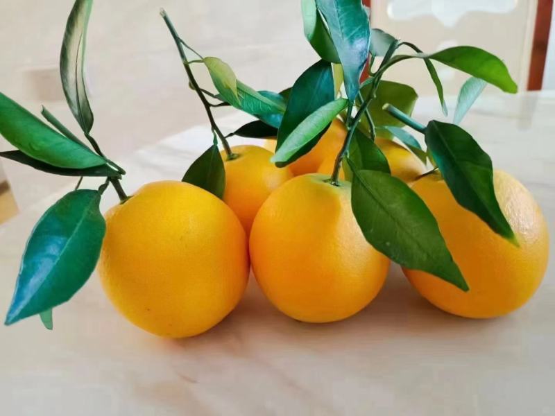 自家果园精品赣南脐橙一件20斤每箱电商货(彩箱发货)