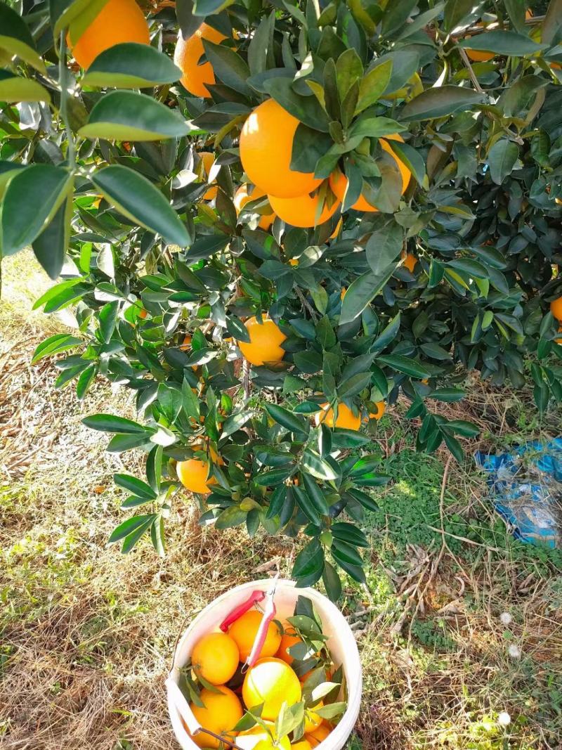 自家果园精品赣南脐橙一件20斤每箱电商货(彩箱发货)