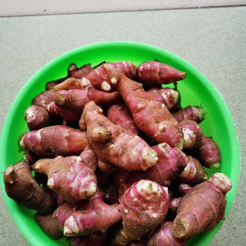 粉用菊芋良种——辽东糖姜