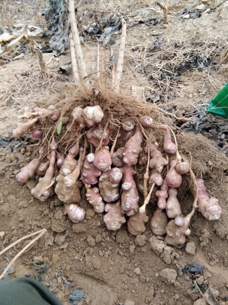 粉用菊芋良种——辽东糖姜