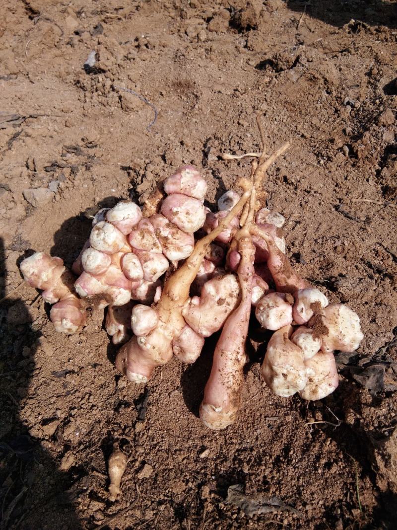粉用菊芋良种——辽东糖姜