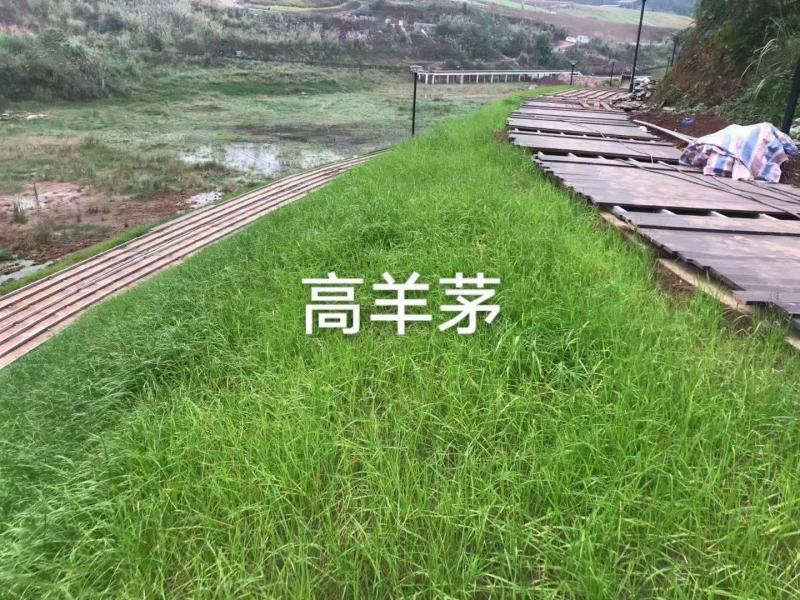 高羊茅草籽草坪种子耐寒耐旱耐践踏四季常青庭院别墅护坡工程