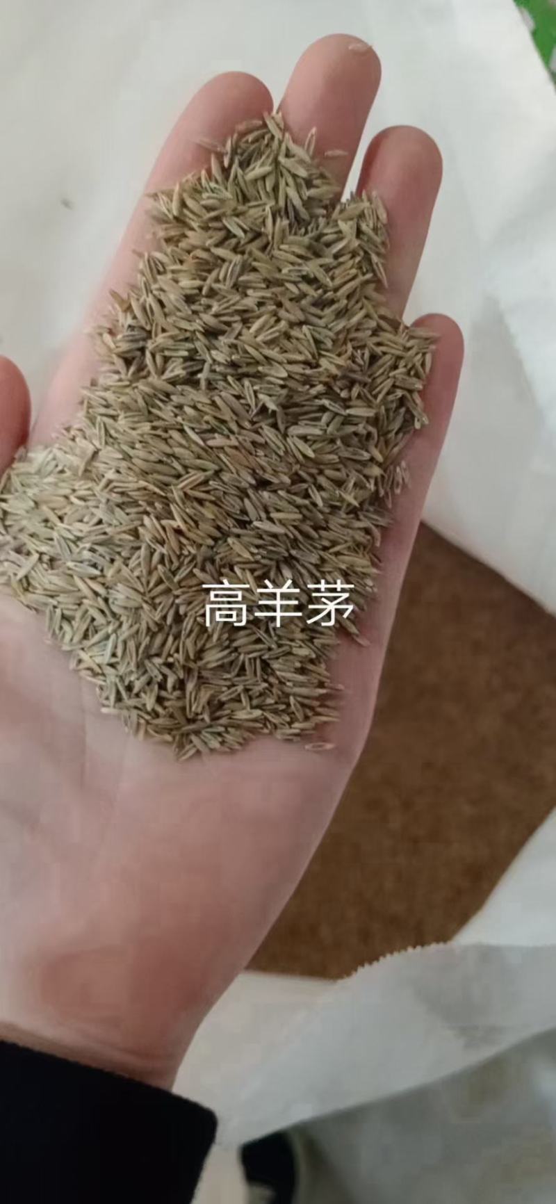 高羊茅草籽草坪种子耐寒耐旱耐践踏四季常青庭院别墅护坡工程