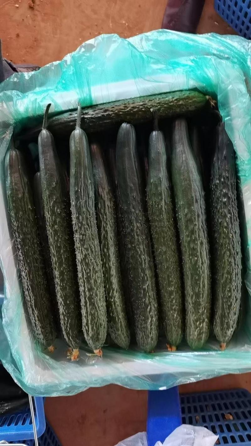 密刺黄瓜干花带刺