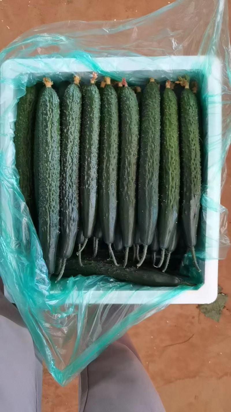 密刺黄瓜干花带刺