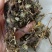 蒲公英，手选野生，带根全棵，高含量，支持在线下单
