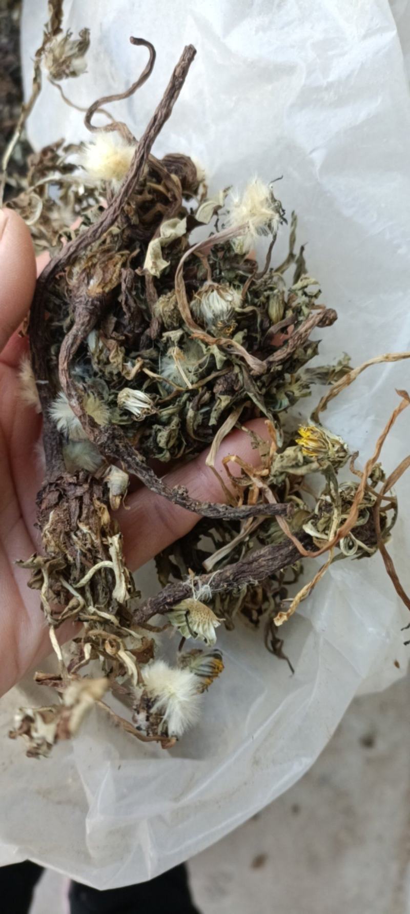 蒲公英，手选野生，带根全棵，高含量，支持在线下单