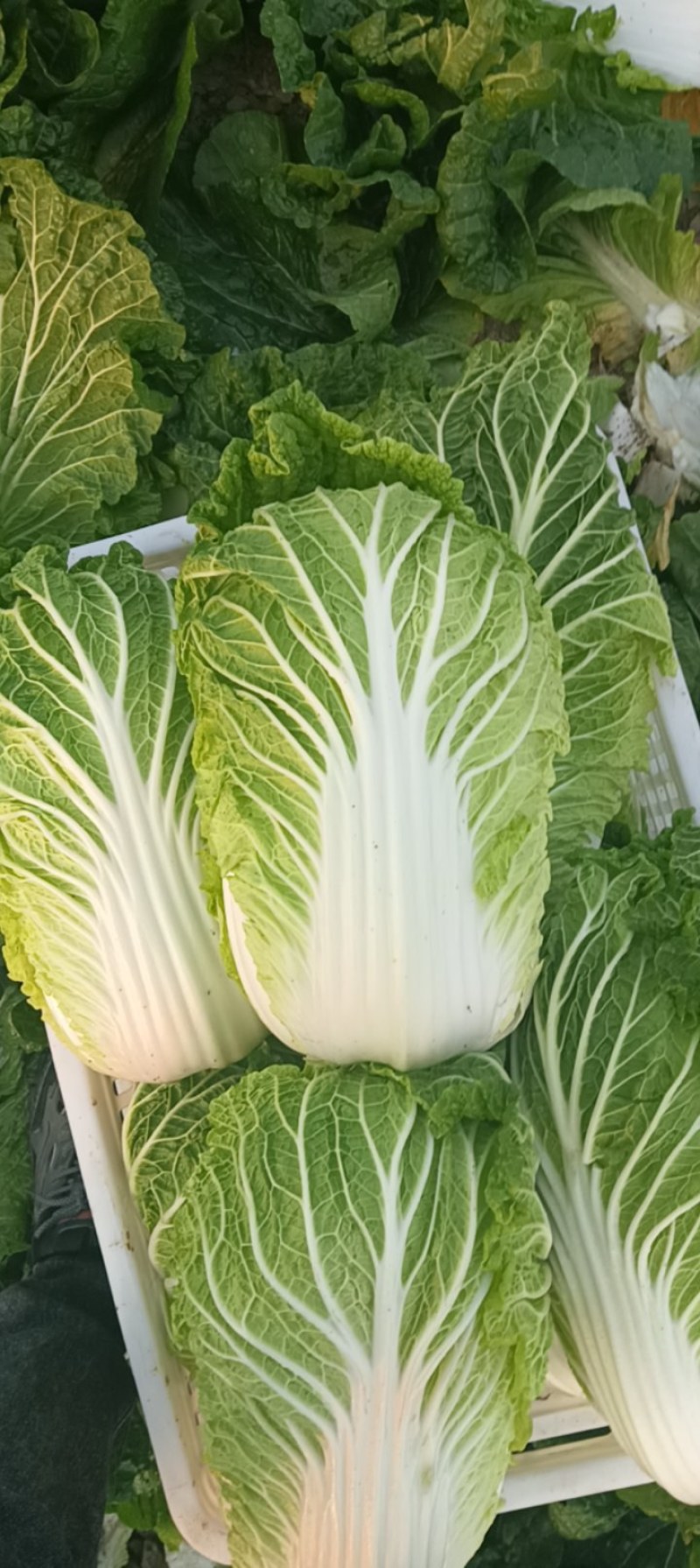 江苏盐城黄心白菜无虫眼，无黑心，量大优惠，产地直发