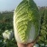 江苏盐城黄心大白菜无虫眼无黑心量大优惠视频看货