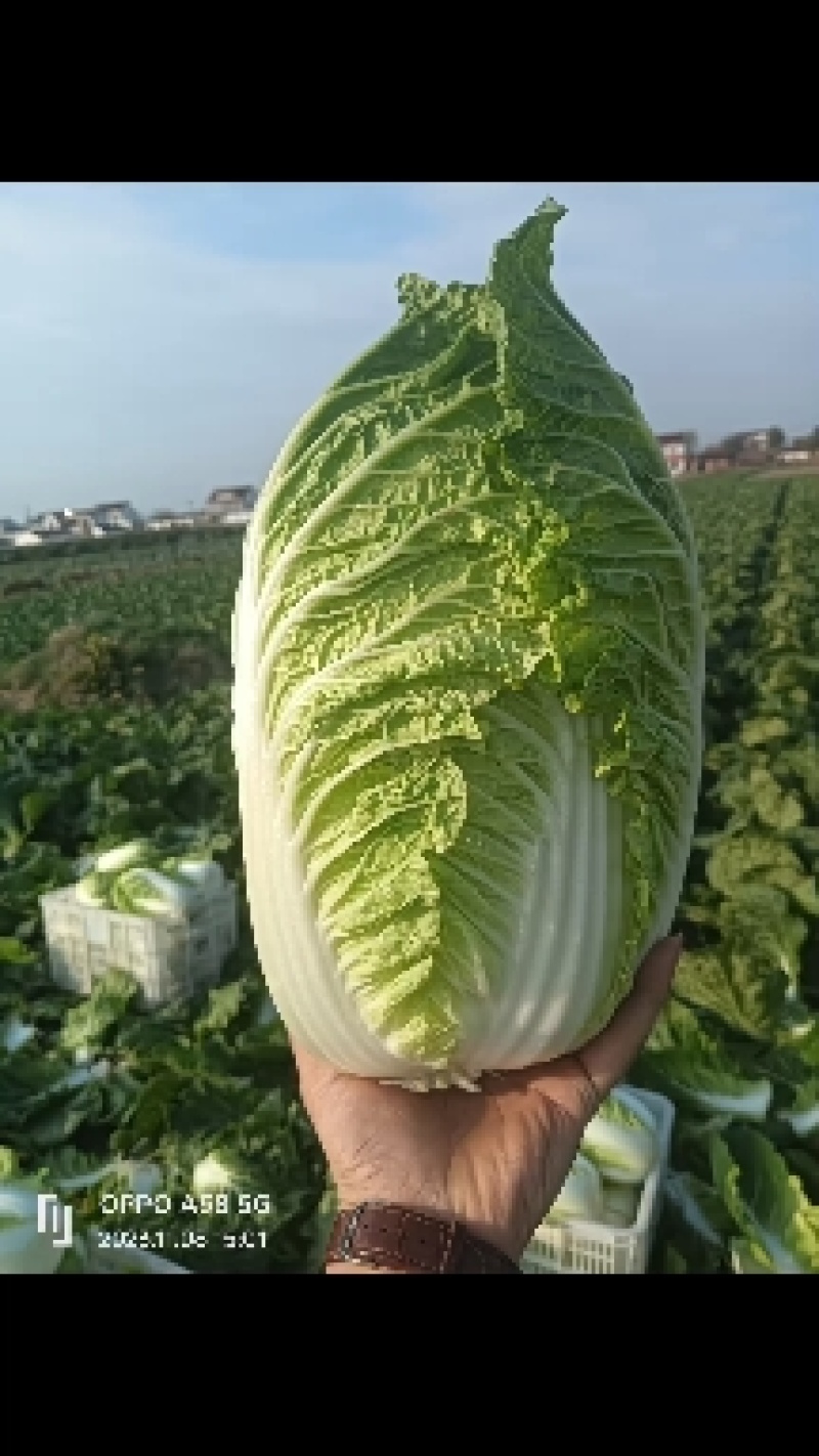 江苏盐城黄心大白菜无虫眼无黑心量大优惠视频看货