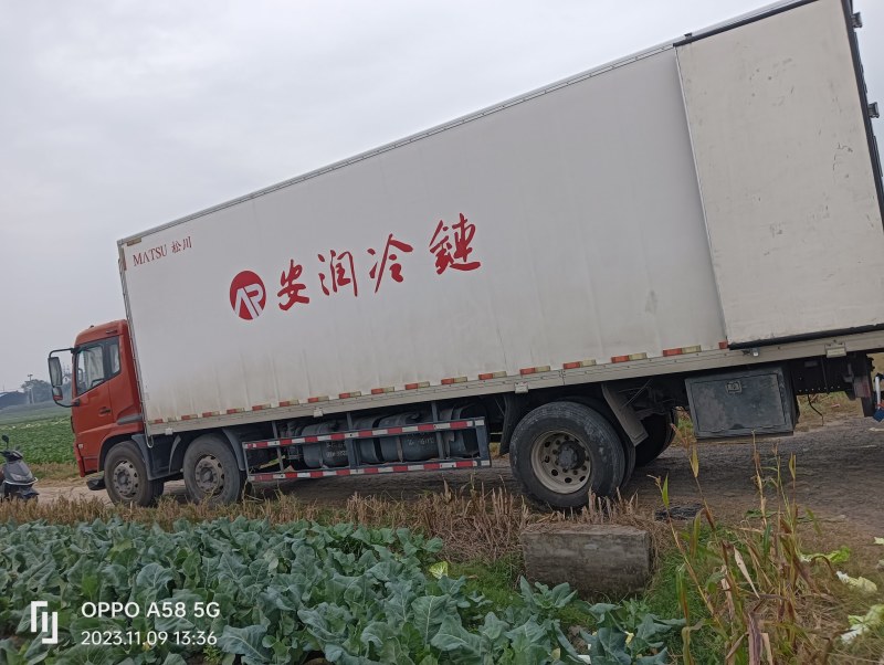 江苏盐城黄心大白菜无虫眼无黑心量大优惠视频看货