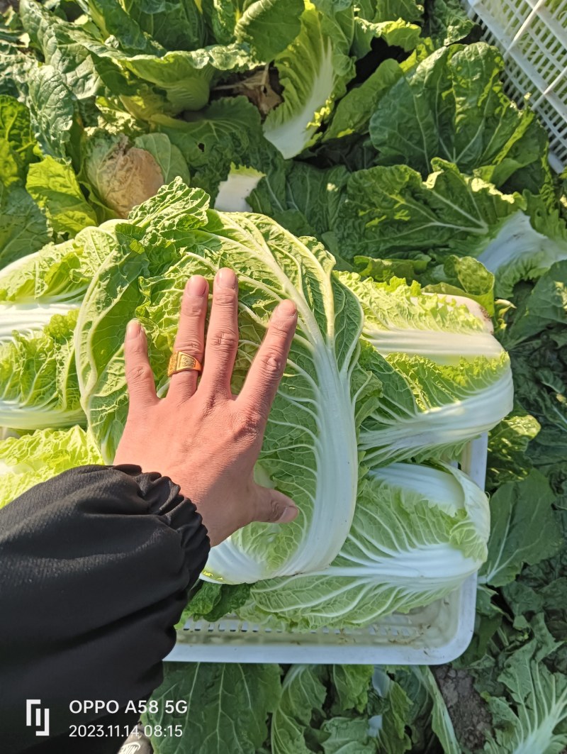 江苏盐城黄心大白菜无虫眼无黑心量大优惠视频看货