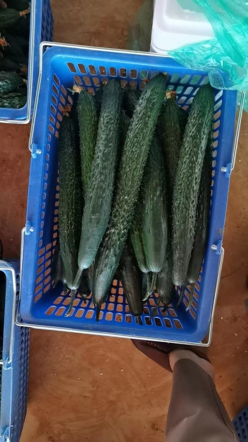 密刺黄瓜干花带刺