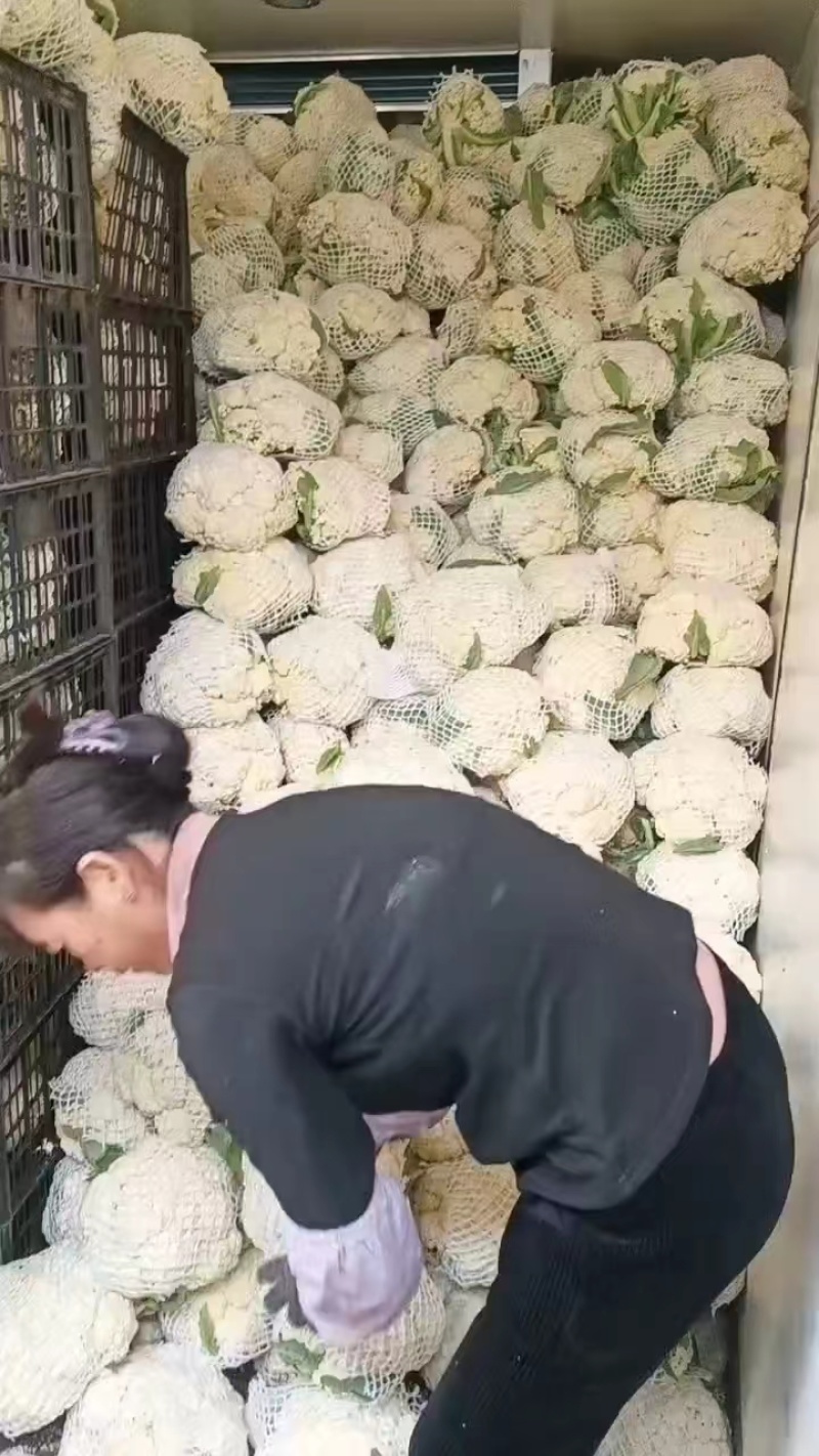 福建白面青梗有机花菜，新鲜采摘，货源充足全国代发
