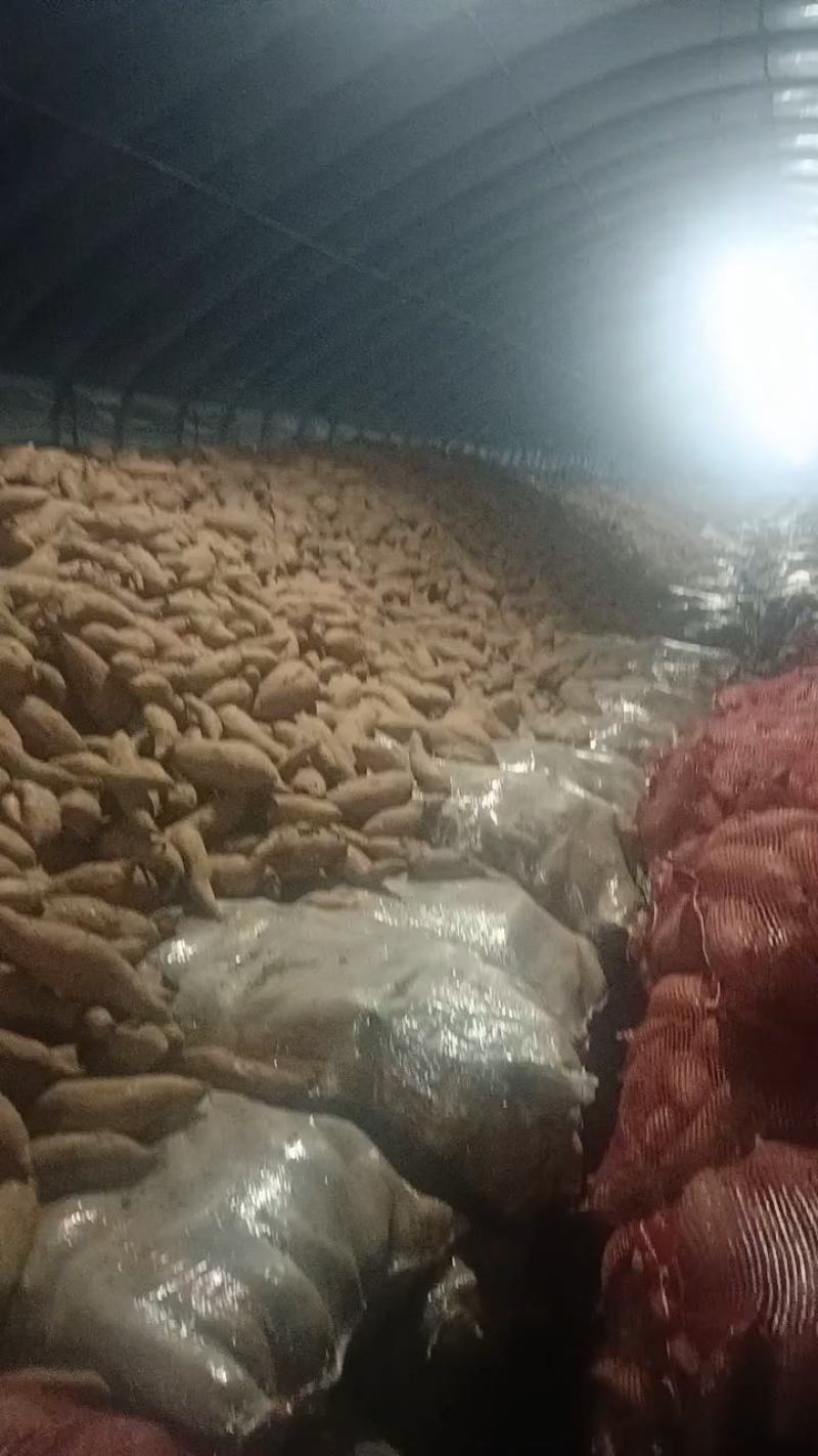 河南，红薯，龙九西瓜红商薯一九济薯26市场货电商货工厂货