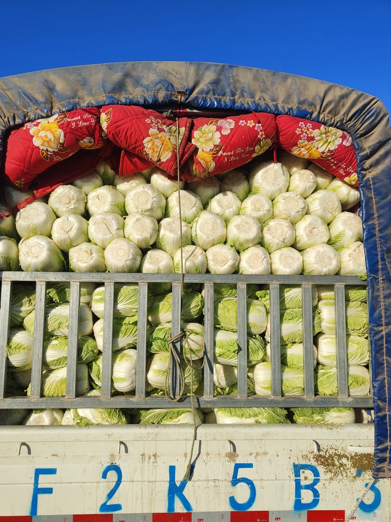 白菜黄心！60白菜！心实！