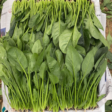 精品菠菜