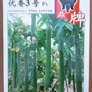 丝瓜种子优香3号节节有丝瓜长而不弯早熟高产优质