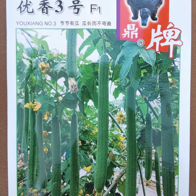 丝瓜种子优香3号节节有丝瓜长而不弯早熟高产优质