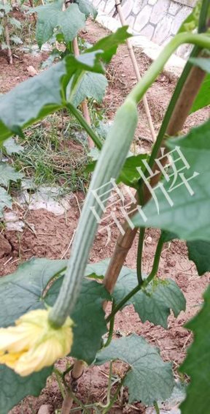 丝瓜种子优香3号节节有丝瓜长而不弯早熟高产优质